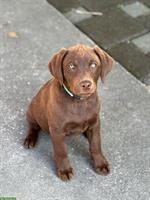 Labrador Welpen, weiblich, braun