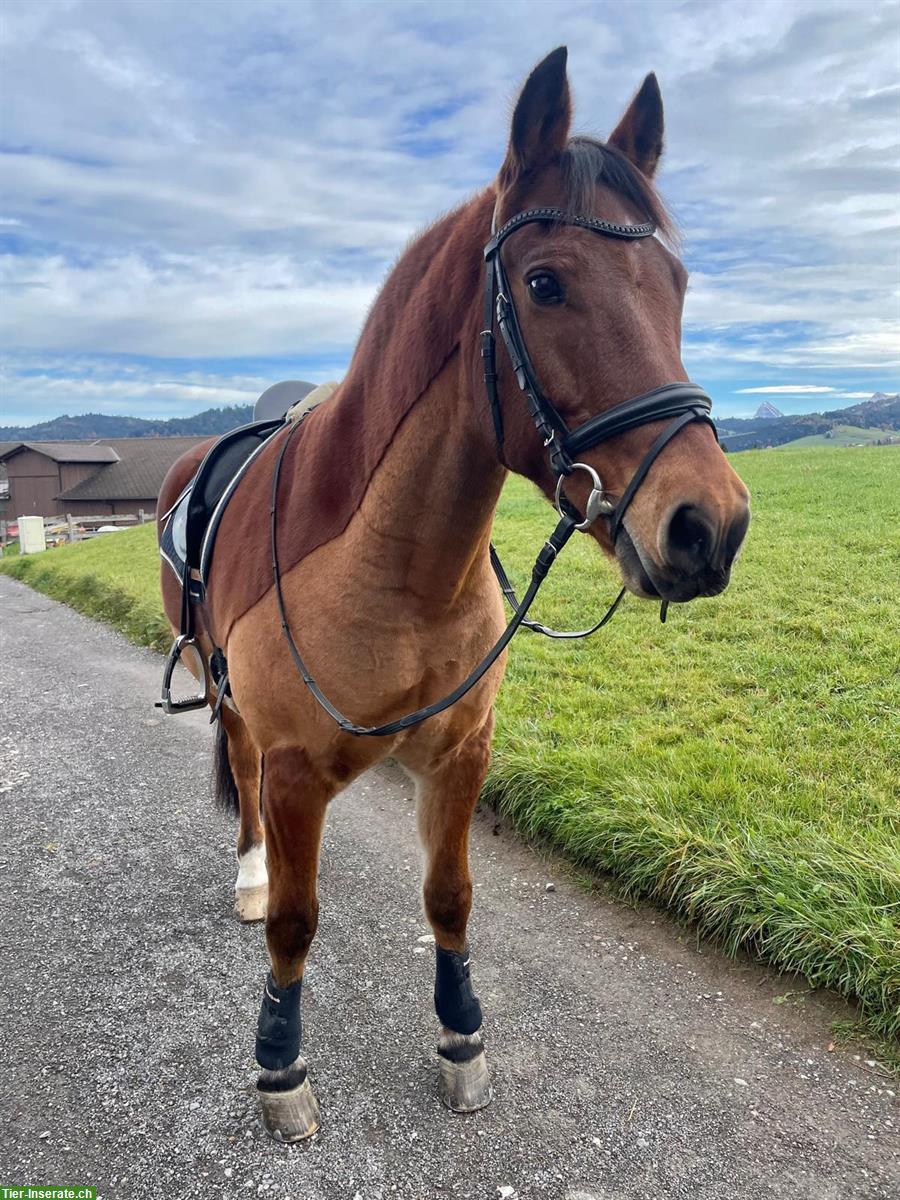 Suche Reitbeteiligung in Tuggen SZ