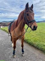 Suche Reitbeteiligung für Freiberger Stute in Tuggen SZ