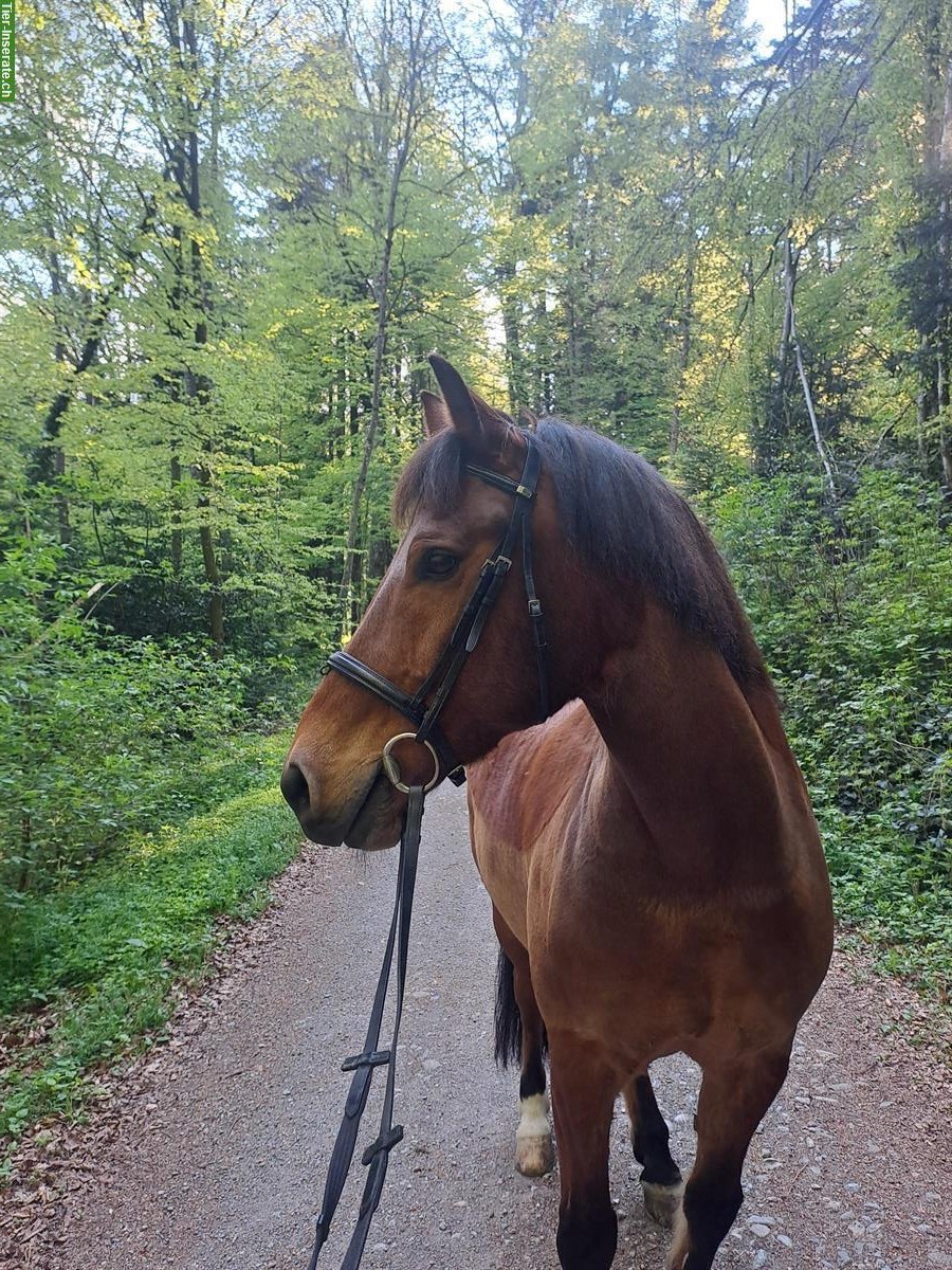 Bild 2: Suche Reitbeteiligung in Tuggen SZ