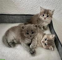 Britisch Langhaar Kitten (BLH) zu verkaufen
