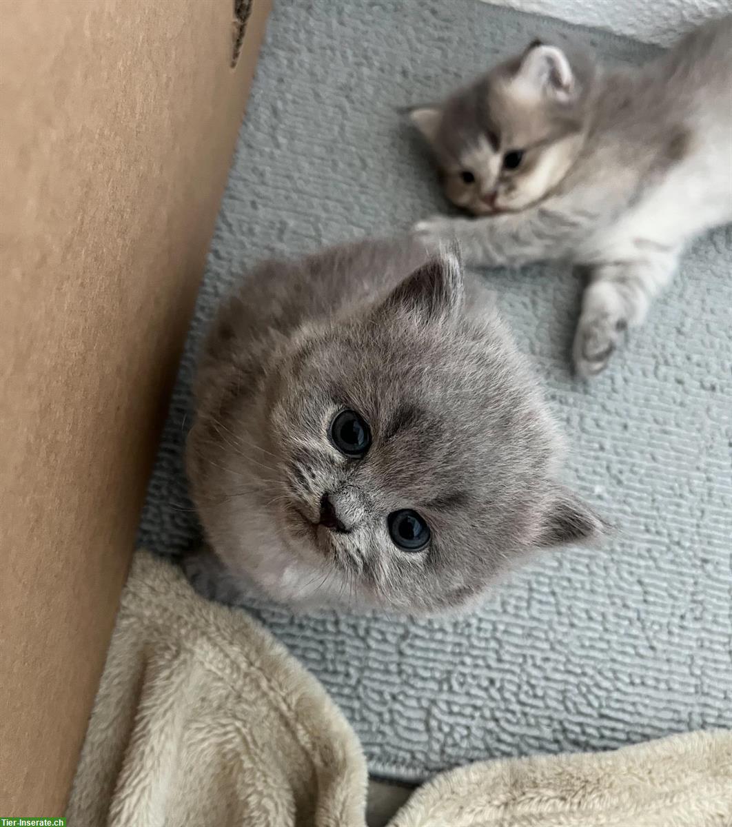 Bild 2: Britisch Langhaar Kitten (BLH) zu verkaufen