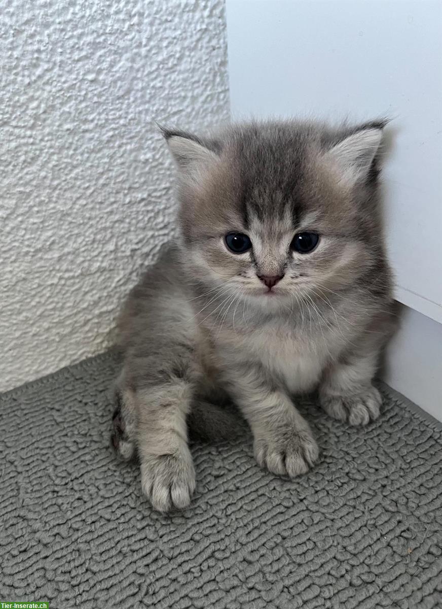 Bild 3: Britisch Langhaar Kitten (BLH) zu verkaufen