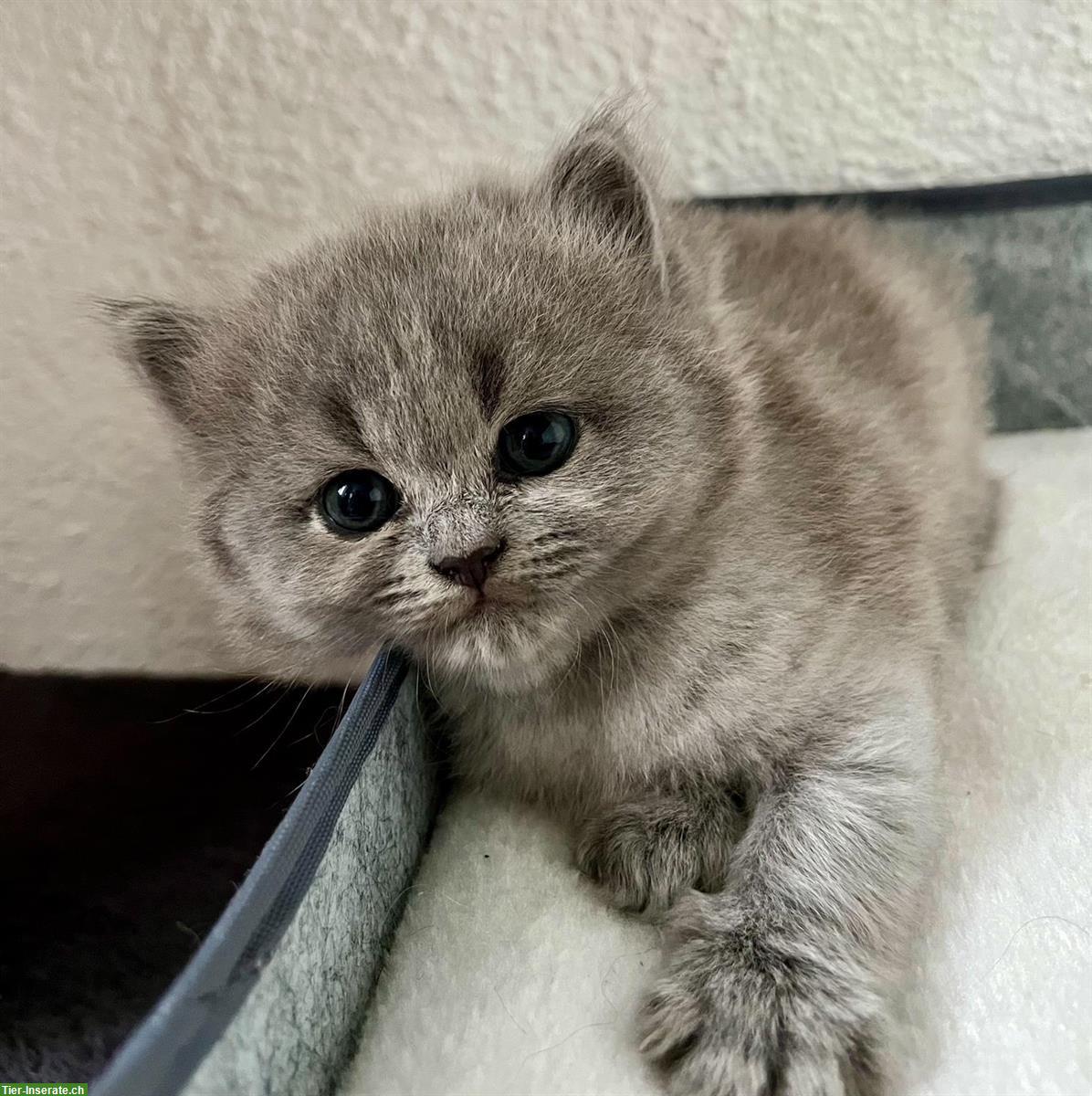 Bild 4: Britisch Langhaar Kitten (BLH) zu verkaufen