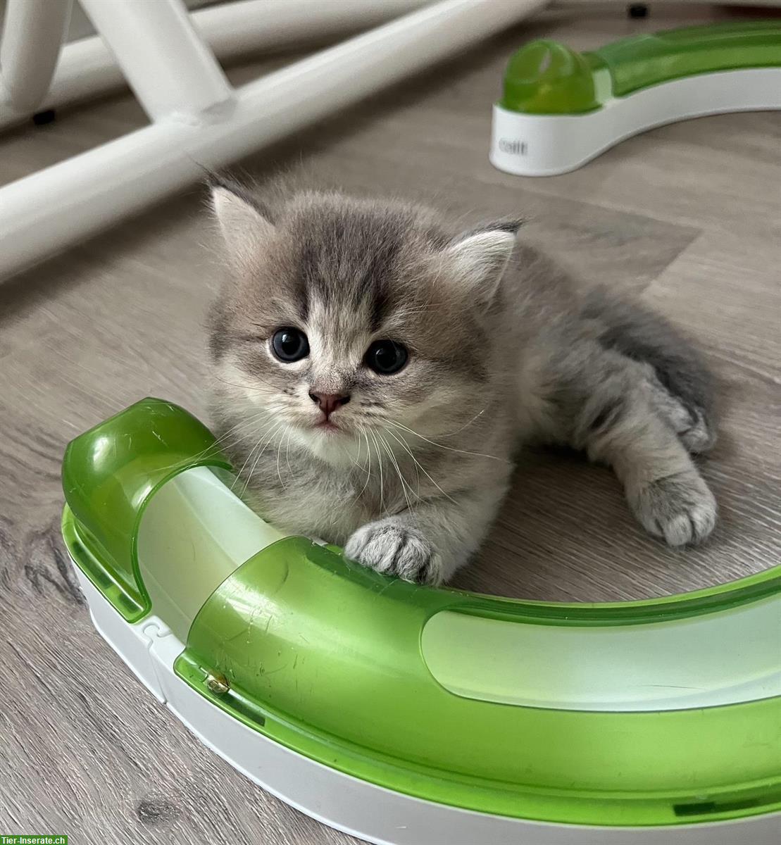 Bild 5: Britisch Langhaar Kitten (BLH) zu verkaufen