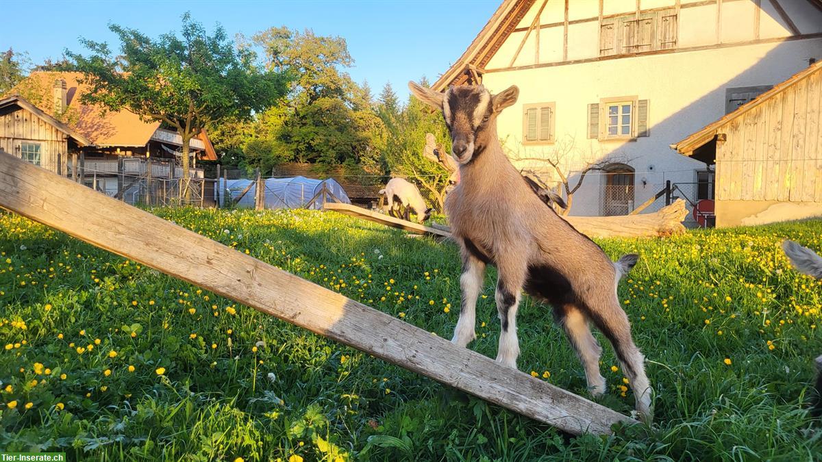 Bild 2: Junge Mischling Ziegen zu verkaufen