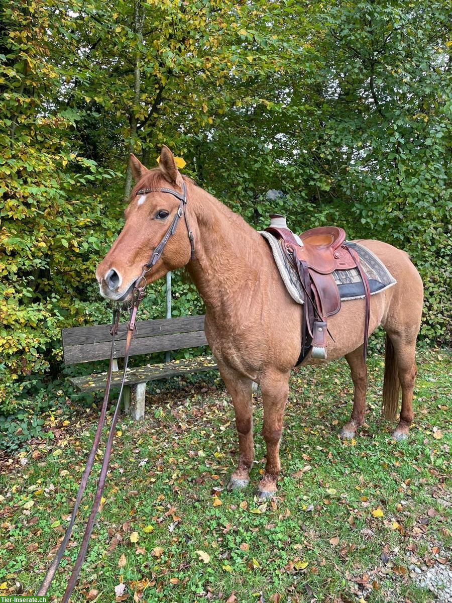 Tolle Quarter Horse Stute, sehr brav
