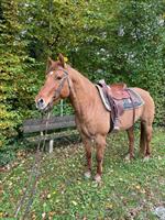 Tolle Quarter Horse Stute, sehr brav