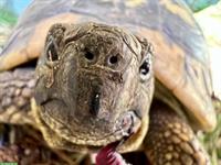 2 weibliche Griechische Landschildkröten, THH