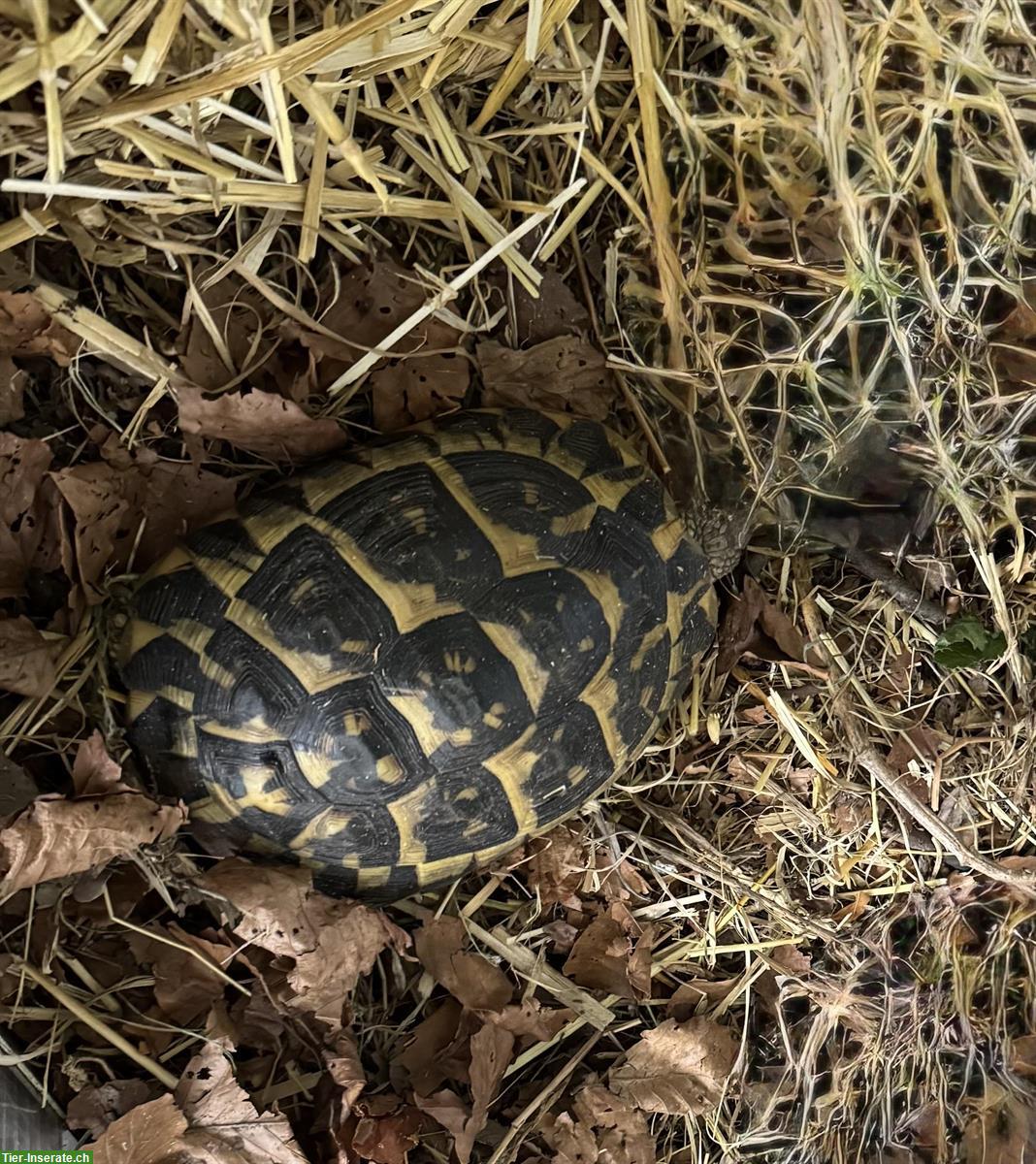 Bild 2: 2 weibliche Griechische Landschildkröten, THH
