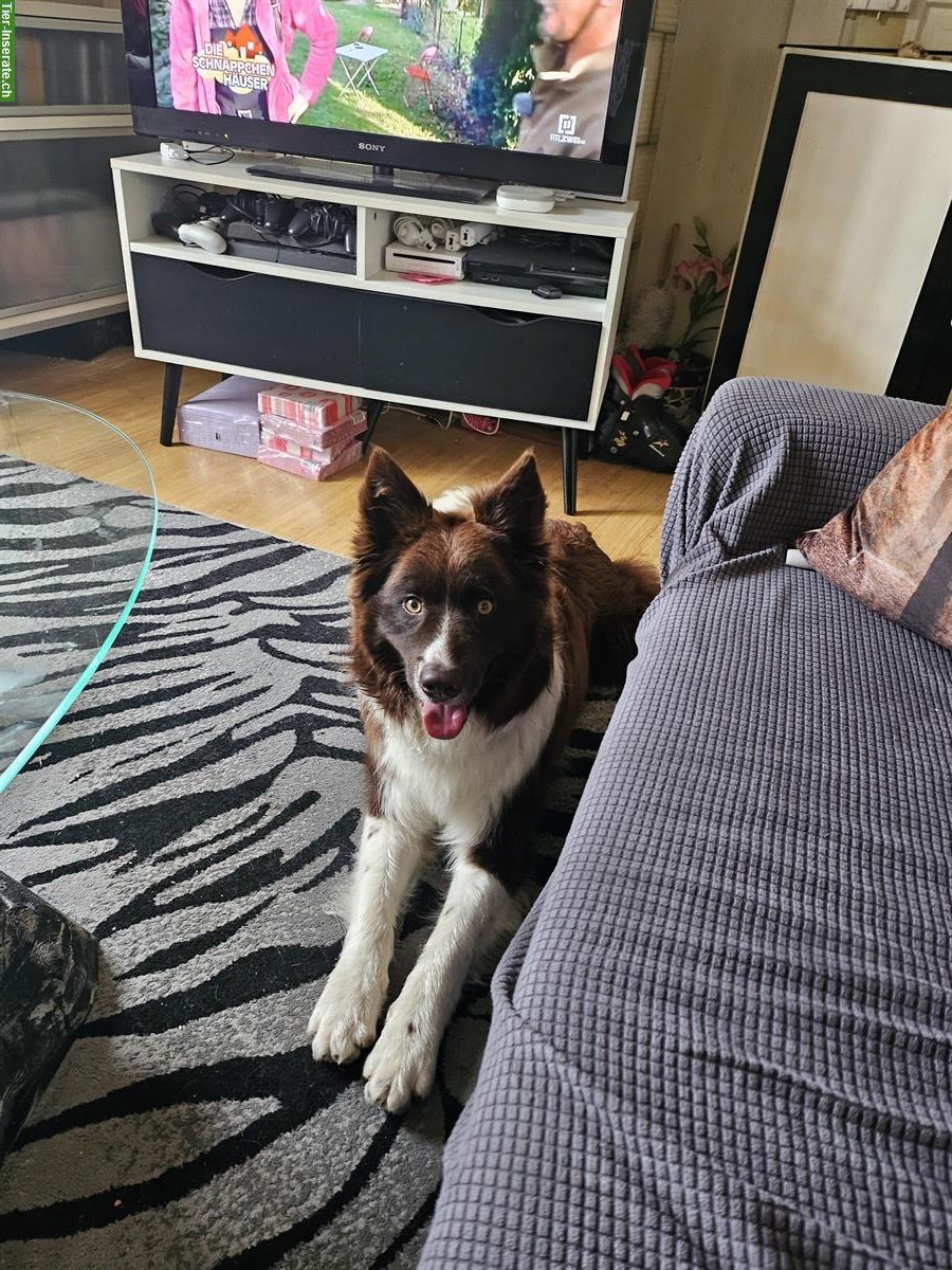 1-jähriger Border Collie Rüde sucht neues Zuhause