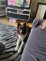 1-jähriger Border Collie Rüde sucht neues Zuhause