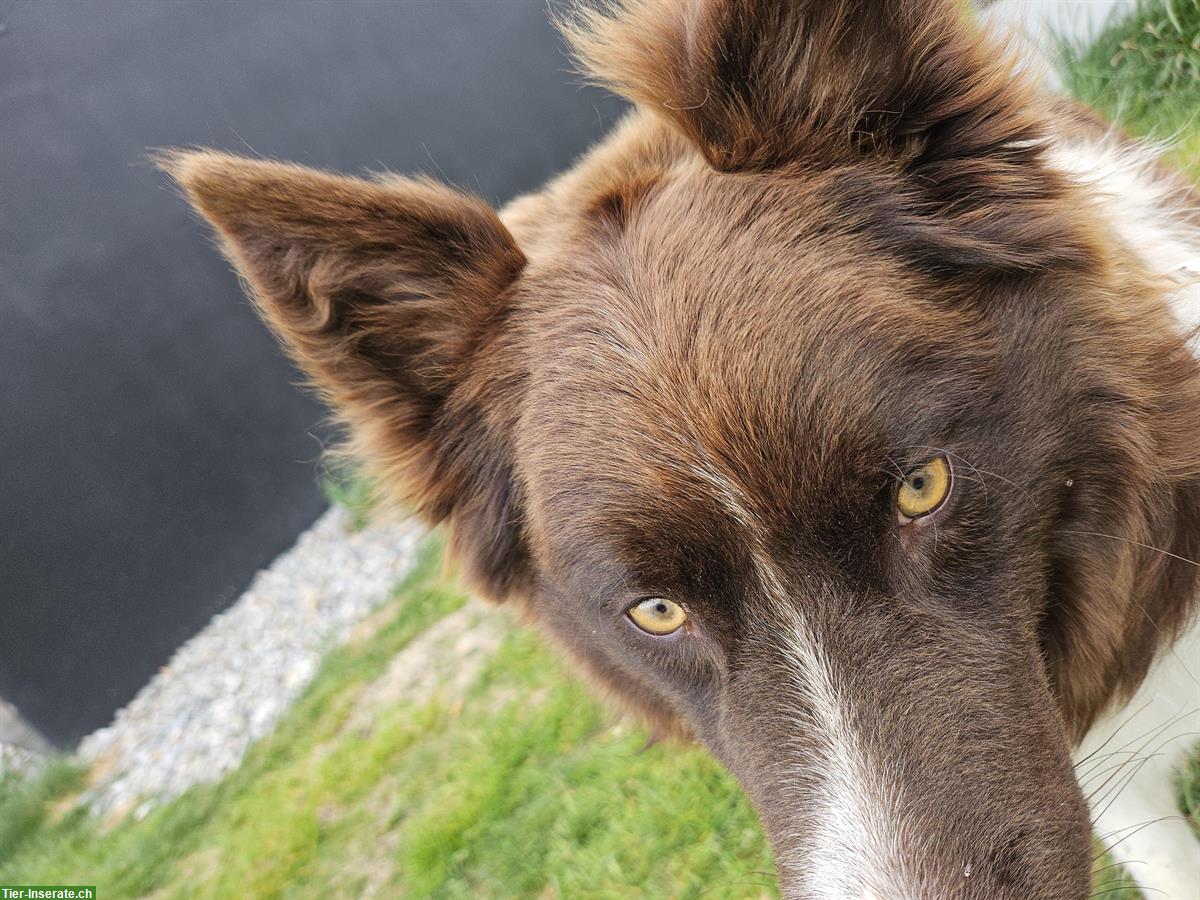 Bild 2: 1-jähriger Border Collie Rüde sucht neues Zuhause