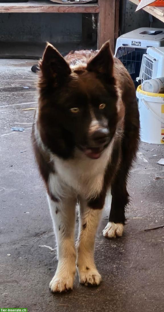 Bild 3: 1-jähriger Border Collie Rüde sucht neues Zuhause