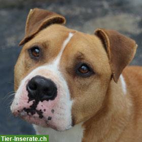AmStaff Rüde sucht ein liebevolles Zuhause