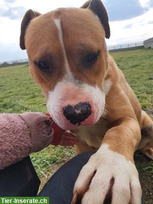 Bild 2: AmStaff Rüde sucht ein liebevolles Zuhause