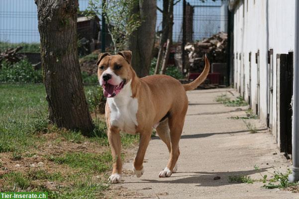 Bild 3: AmStaff Rüde sucht ein liebevolles Zuhause