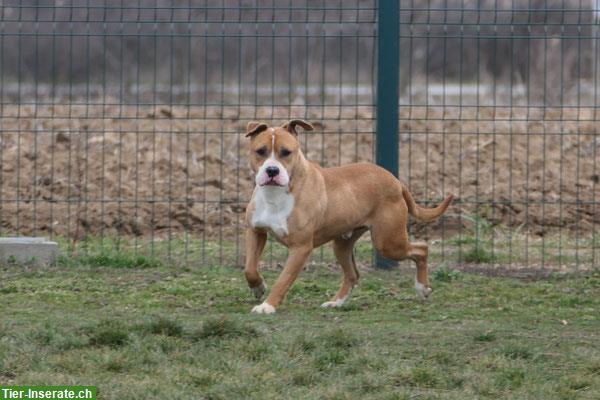 Bild 4: AmStaff Rüde sucht ein liebevolles Zuhause