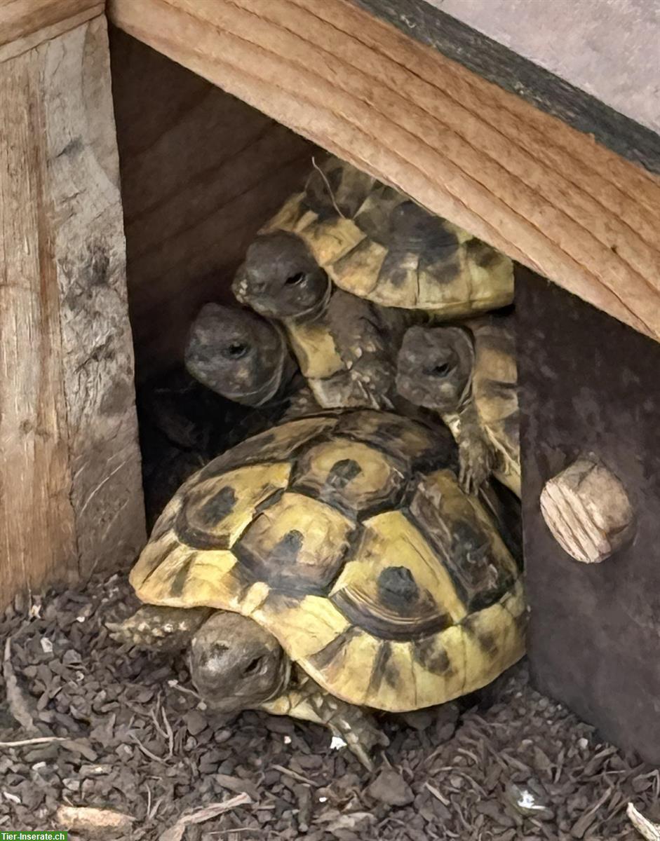 Bild 2: Griechische Landschildkröten Nachzucht 2023 und 2024