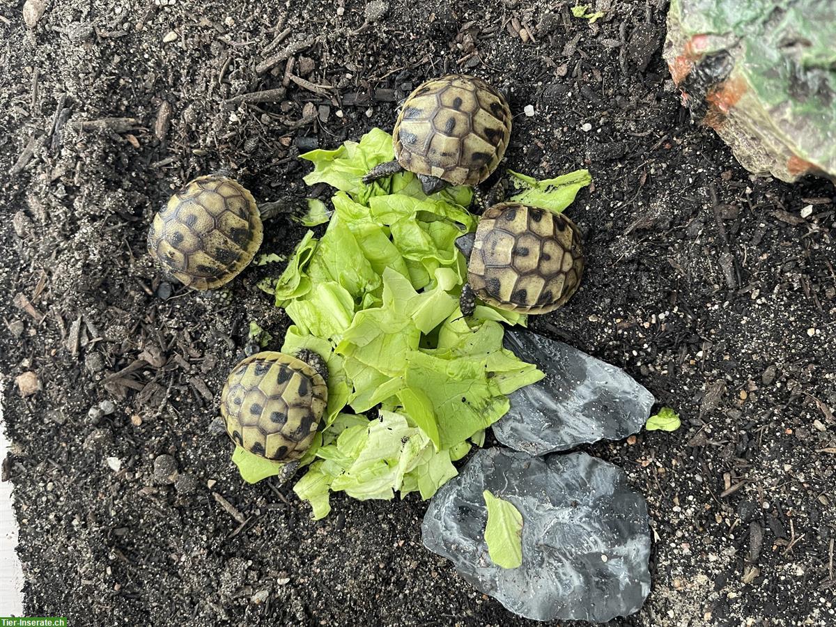 Bild 3: Griechische Landschildkröten Nachzucht 2023 und 2024