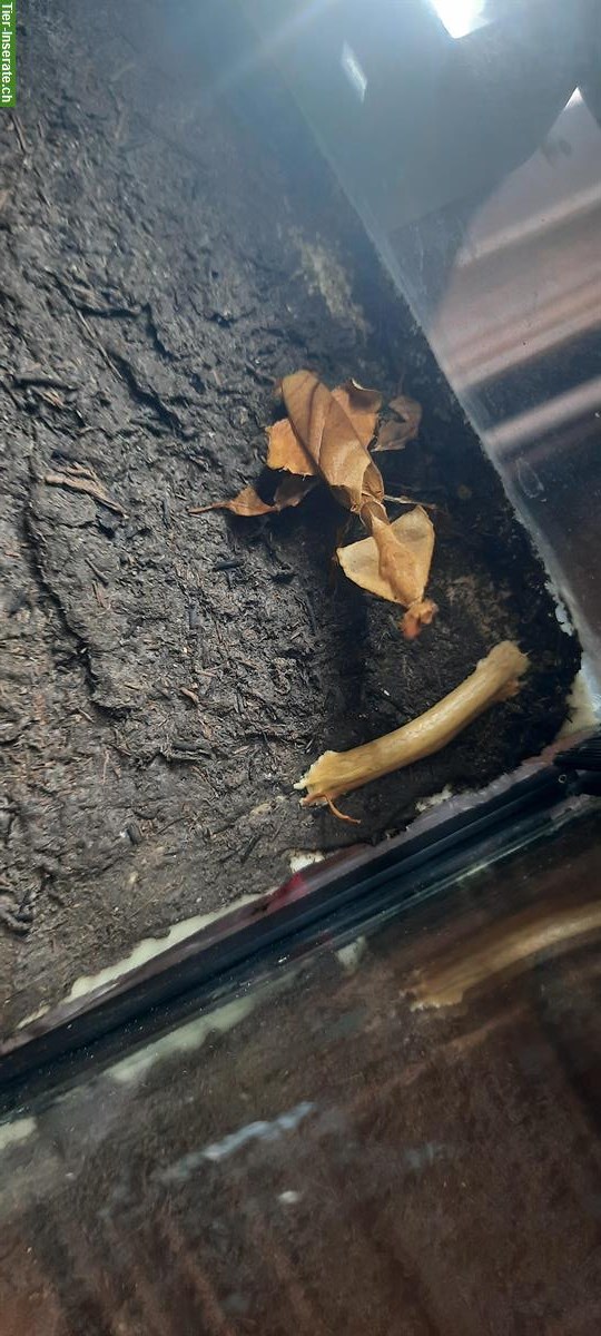 Bild 2: Phyllocrania Paradoxa Jungtiere abzugeben