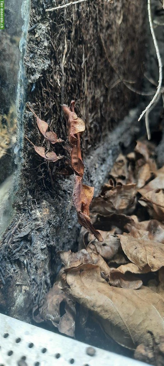 Bild 3: Phyllocrania Paradoxa Jungtiere abzugeben