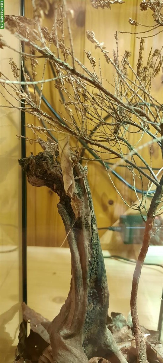 Bild 4: Phyllocrania Paradoxa Jungtiere abzugeben