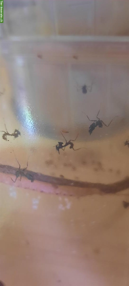 Bild 5: Phyllocrania Paradoxa Jungtiere abzugeben