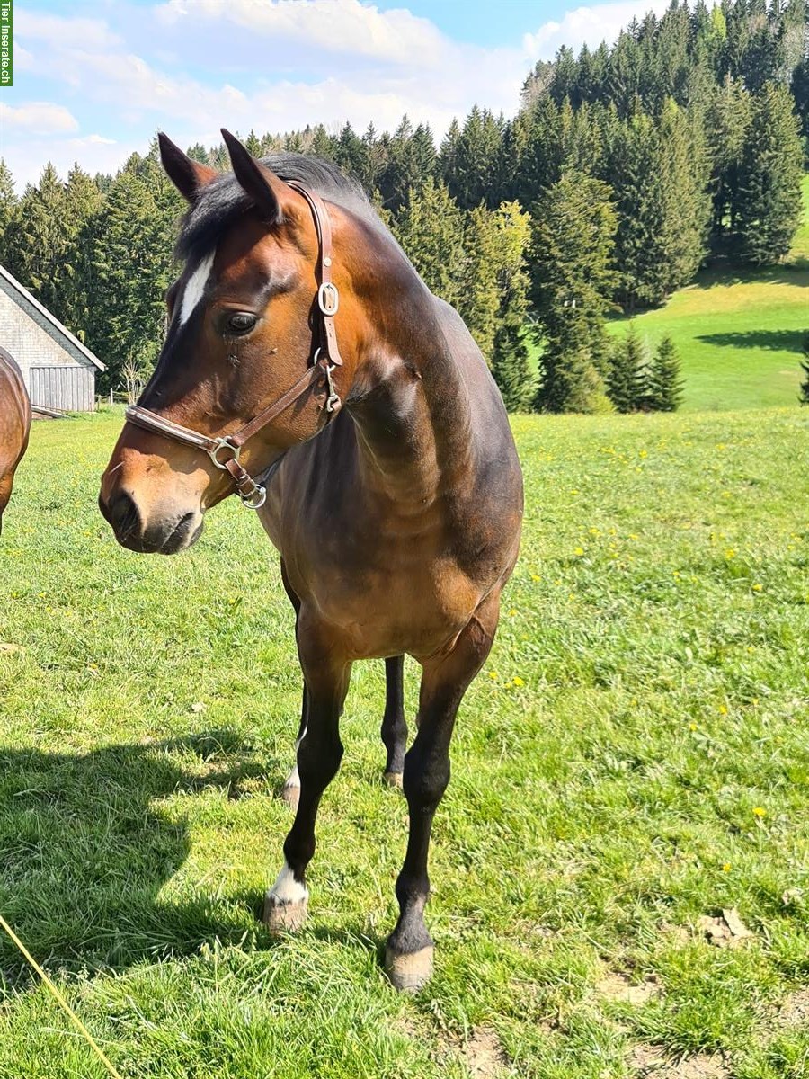 Bild 2: Freiberger Mix Stute zu verkaufen