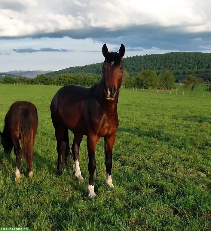 3-jähriger CH-Warmblut Wallach mit bester Springabstammung