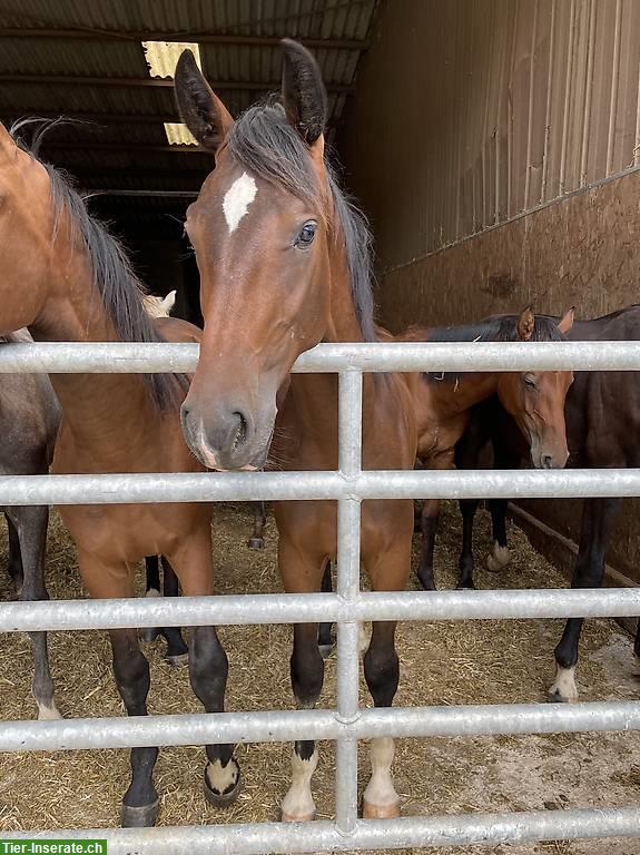 Bild 2: 3-jähriger CH-Warmblut Wallach mit bester Springabstammung
