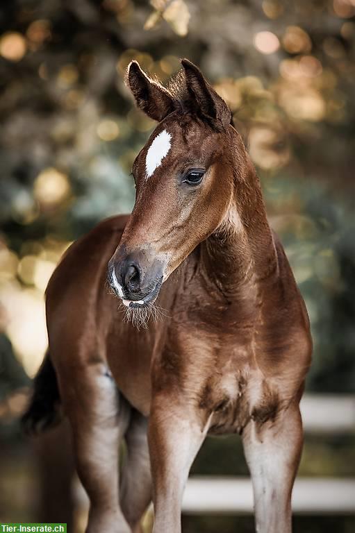 Bild 3: 3-jähriger CH-Warmblut Wallach mit bester Springabstammung