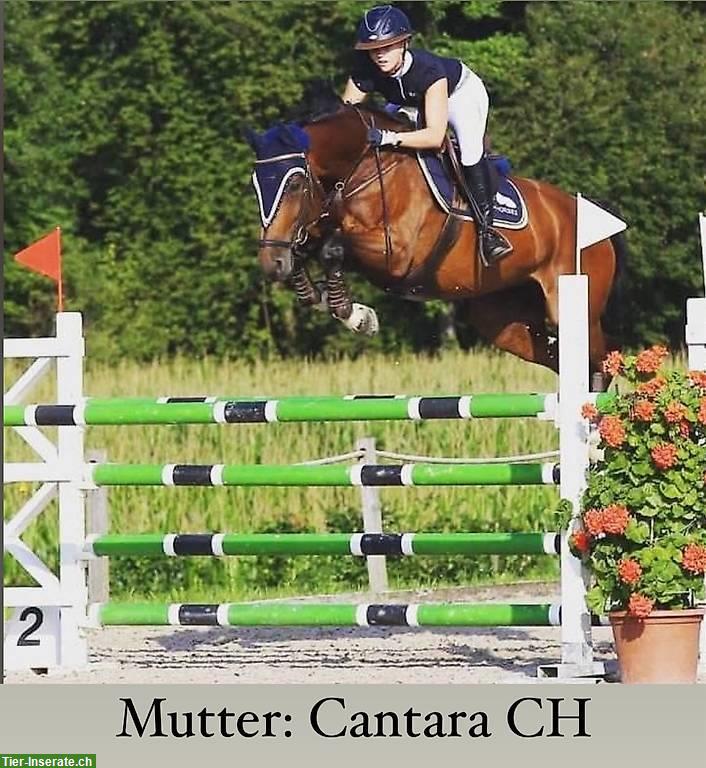 Bild 4: 3-jähriger CH-Warmblut Wallach mit bester Springabstammung
