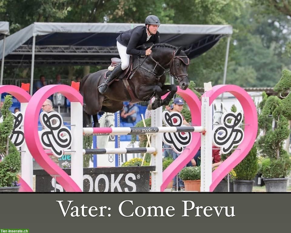 Bild 5: 3-jähriger CH-Warmblut Wallach mit bester Springabstammung