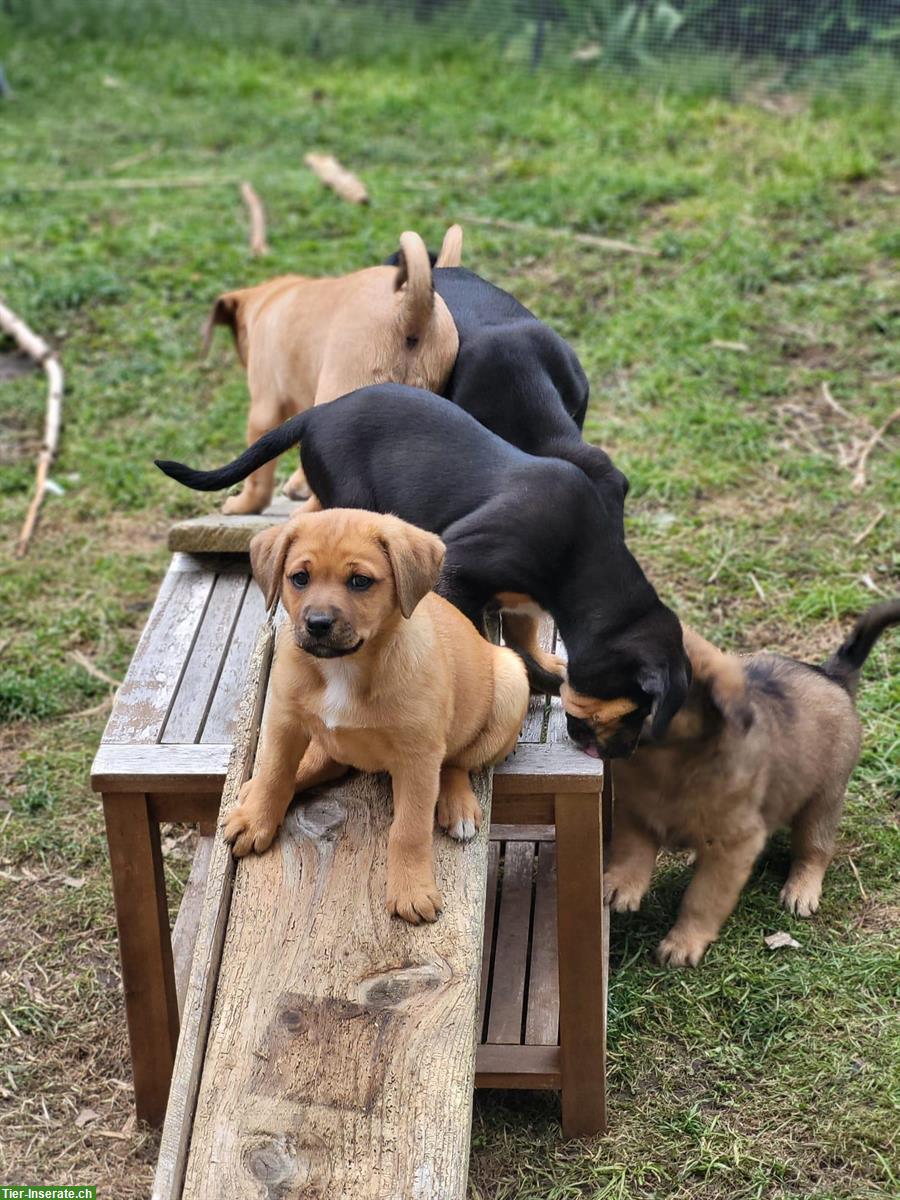 Bild 10: Cane Corso Mischlingswelpen suchen liebes Zuhause