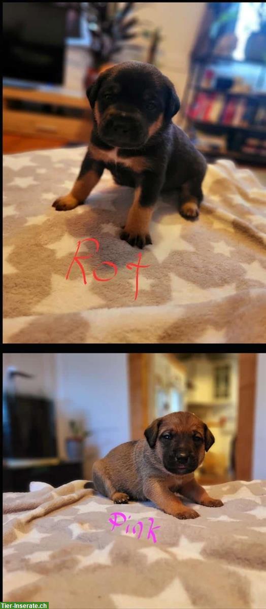 Bild 2: Cane Corso Mischlingswelpen suchen liebes Zuhause