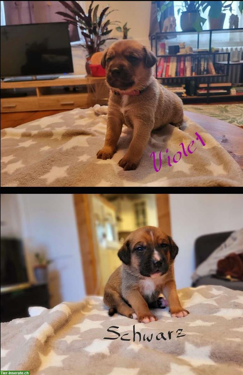 Bild 3: Cane Corso Mischlingswelpen suchen liebes Zuhause