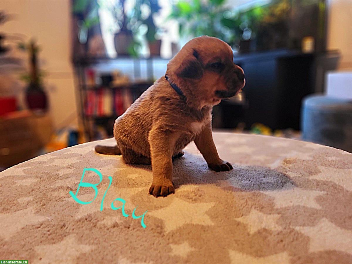 Bild 4: Cane Corso Mischlingswelpen suchen liebes Zuhause