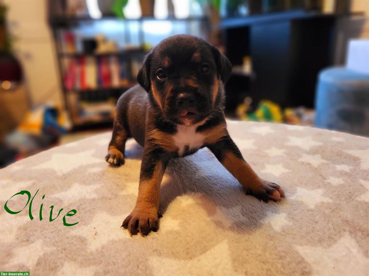Bild 5: Cane Corso Mischlingswelpen suchen liebes Zuhause