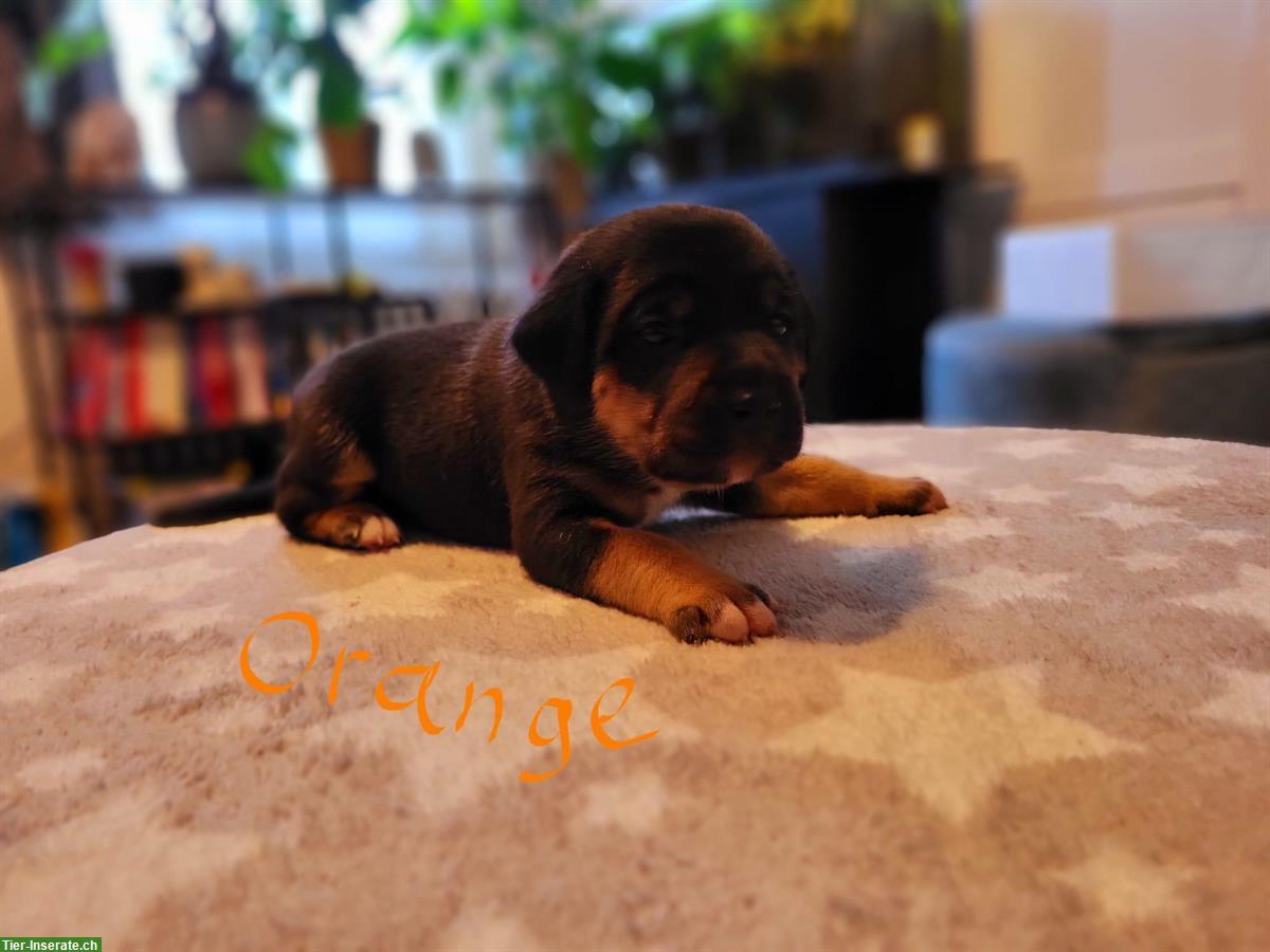 Bild 6: Cane Corso Mischlingswelpen suchen liebes Zuhause