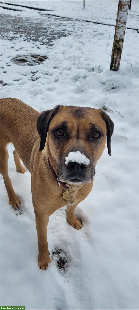 Bild 8: Cane Corso Mischlingswelpen suchen liebes Zuhause
