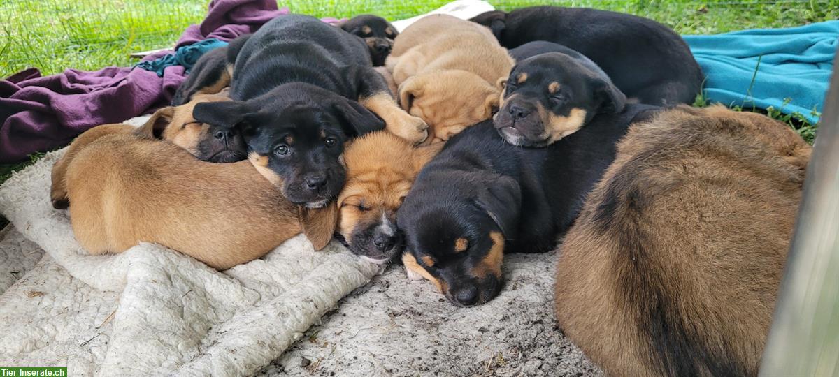 Bild 9: Cane Corso Mischlingswelpen suchen liebes Zuhause