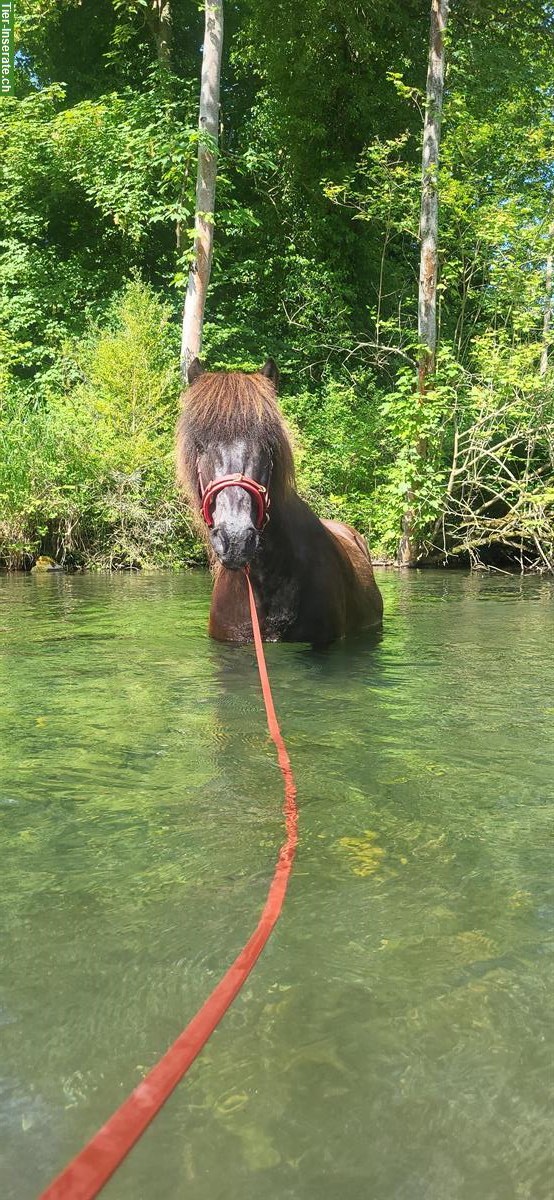 Reitbeteiligung auf Isländer Wallach in Kehrsatz BE