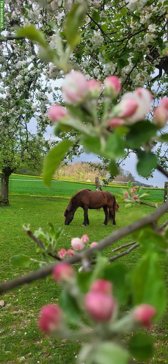 Bild 3: Reitbeteiligung auf Isländer Wallach in Kehrsatz BE