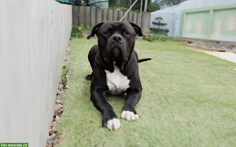 American Bully XL Deckrüde Kuba