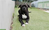 American Bully XL Deckrüde Kuba