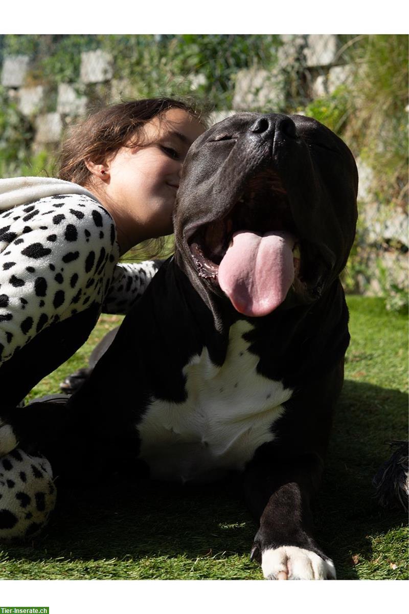 Bild 2: American Bully XL Deckrüde Kuba