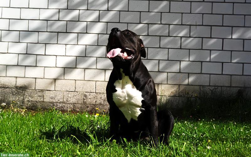 Bild 3: American Bully XL Deckrüde Kuba