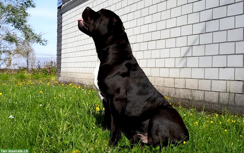 Bild 4: American Bully XL Deckrüde Kuba
