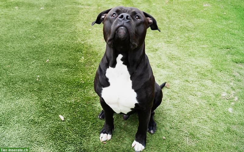 Bild 5: American Bully XL Deckrüde Kuba